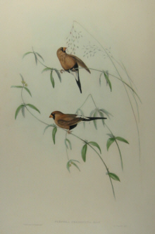 John Gould's Birds of Australia